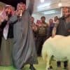 شاهد.. أغلى نعجة في العالم