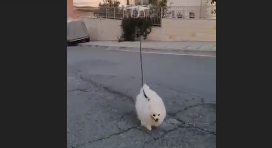 طائرة مسيرة تأخذ كلباً في نزهة