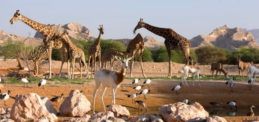 الحيوانات تفتقد الزوار بسبب حجر كورونا