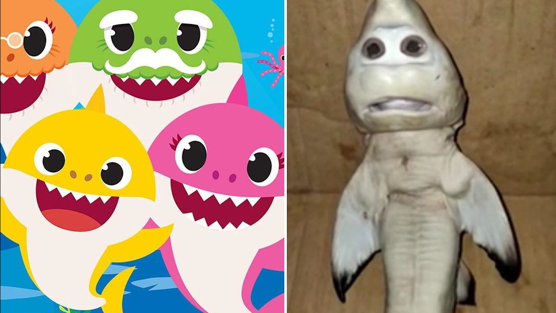 Baby shark يتحول إلى حقيقة