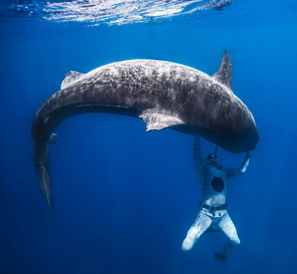 FRANCE-OVERSEAS-POLYNESIA-ANIMAL
