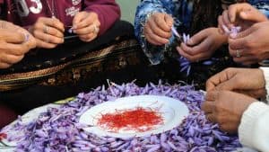 فريق بحثي يحقق طفرة جينية بإنتاج “الزعفران” في جامعة الأمير سطام