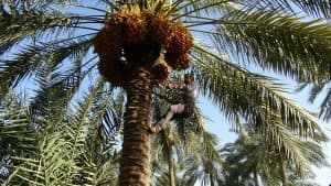 النخلة.. ارتباط وثيق بتراث المملكة وهويتها الوطنية