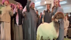 نعجة بـ40 ألف دينار كويتي