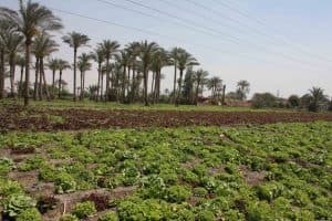 مصرية تلد خمسة توائم في حال جيدة