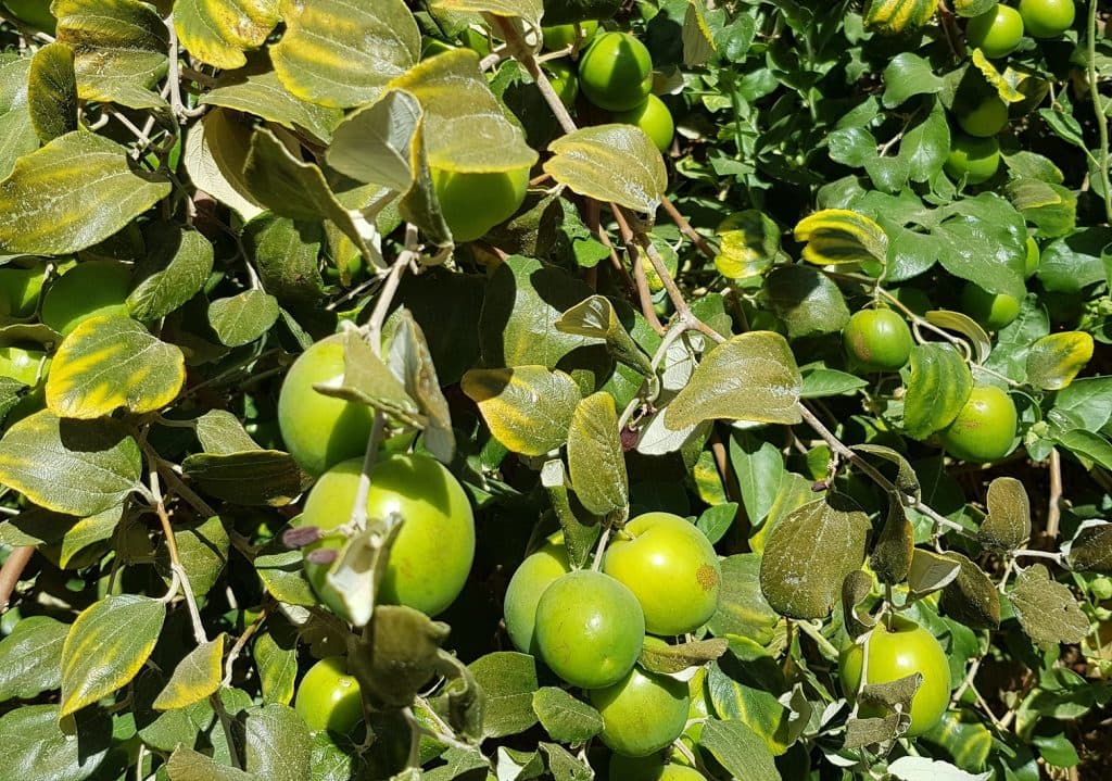 العبري 2