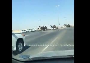 إيقاف مواطن أعاق حركة السير ومنح الأولوية لقطيعه