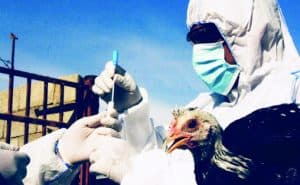 “البيئة”: تسجيل إصابة بإنفلونزا الطيور (H5N8) في الرياض