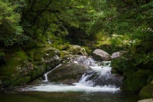 الغابات اليابانية وجهة للرحلات العلاجية