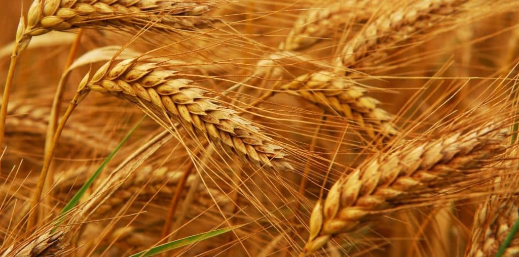 المؤسسة العامة للحبوب تستقبل أول باخرة قمح من إنتاج الاستثمار السعودي بالخارج لهذا العام