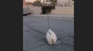 طائرة مسيرة تأخذ كلباً في نزهة