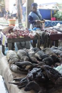 الغابون تحظر أكل البنغول والخفافيش في إطار مكافحة كورونا
