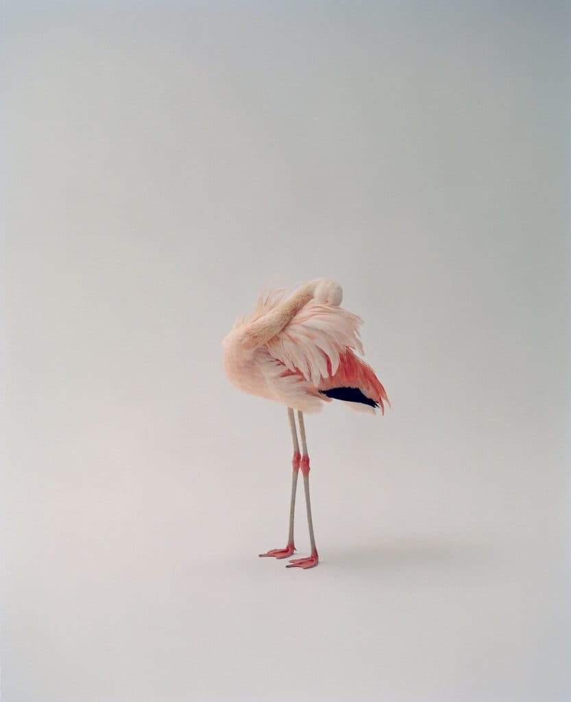 Dario_Catellani