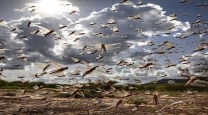الهند تتعرض لأسوأ اجتياح للجراد خلال 3 عقود