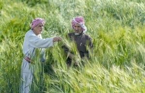 زراعة “البُر” في عسير تعزز مستويات الإنتاج الغذائي