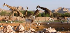 الحيوانات تفتقد الزوار بسبب حجر كورونا