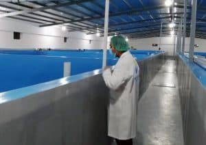 المملكة تبدأ بإنتاج الروبيان المستزرع في الأنظمة المغلقة بالمياه الداخلية