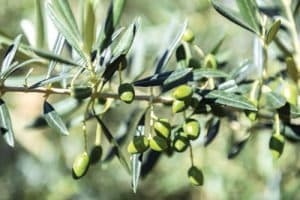أول مزرعة سياحية بالباحة تنتج 10 أطنان من زيت الزيتون سنوياً