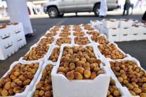أسواق المدينة المنورة تستقبل طلائع رُطب النخيل