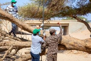 إعادة شجرة معمرة جرفتها السيول في الثمامة