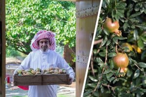 الطائف عروس المصايف.. بستان الفاكهة الموسمية