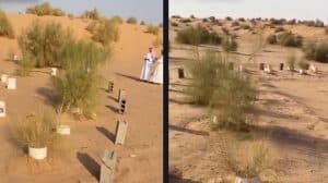 شباب عنيزة يزرعون أشجار الغضا