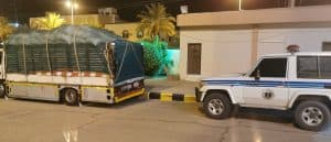 مصادرة 6 شاحنات محملة بأسمدة الدواجن في وادي الدواسر