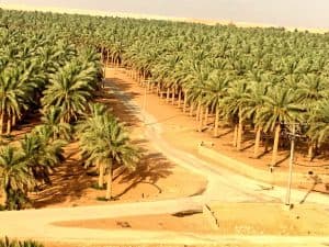 زراعة عنيزة تنفذ حملات توعوية للعناية بالنخيل