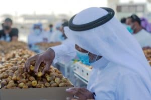 بدأت عمليات التصدير في موسم عنيزة للتمور إلى خارج المملكة