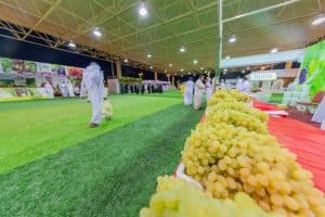 مهرجان العنب في الصليبية يواصل فعالياته