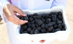 “عجوة المدينة”.. قيمة غذائية وشهرة عالمية