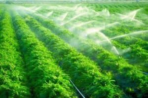 برنامج الاستثمار الزراعي السعودي الخارجي .. تنويع لمصادر الإمدادات الغذائية واستقرارها