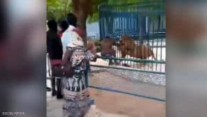فيديو.. أسد يعض يد عامل بحديقة حيوانات في السنغال