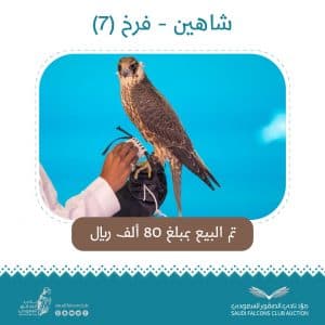 رحلة صيد تنتهي ببيع صقر بـ 80 ألف ريال