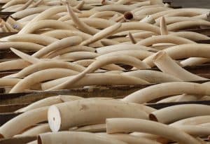 الكاميرون توقف أربعة أشخاص في حوزتهم 118 من أنياب الفيلة