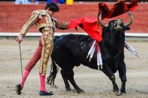 جائحة كوفيد-19 تلجم ثيران المصارعة في البيرو