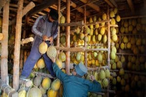 الحصاد الوفير للشمام يخفف أعباء الجائحة في أوزبكستان