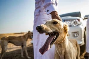 تربية السلوقي هواية وتجارة