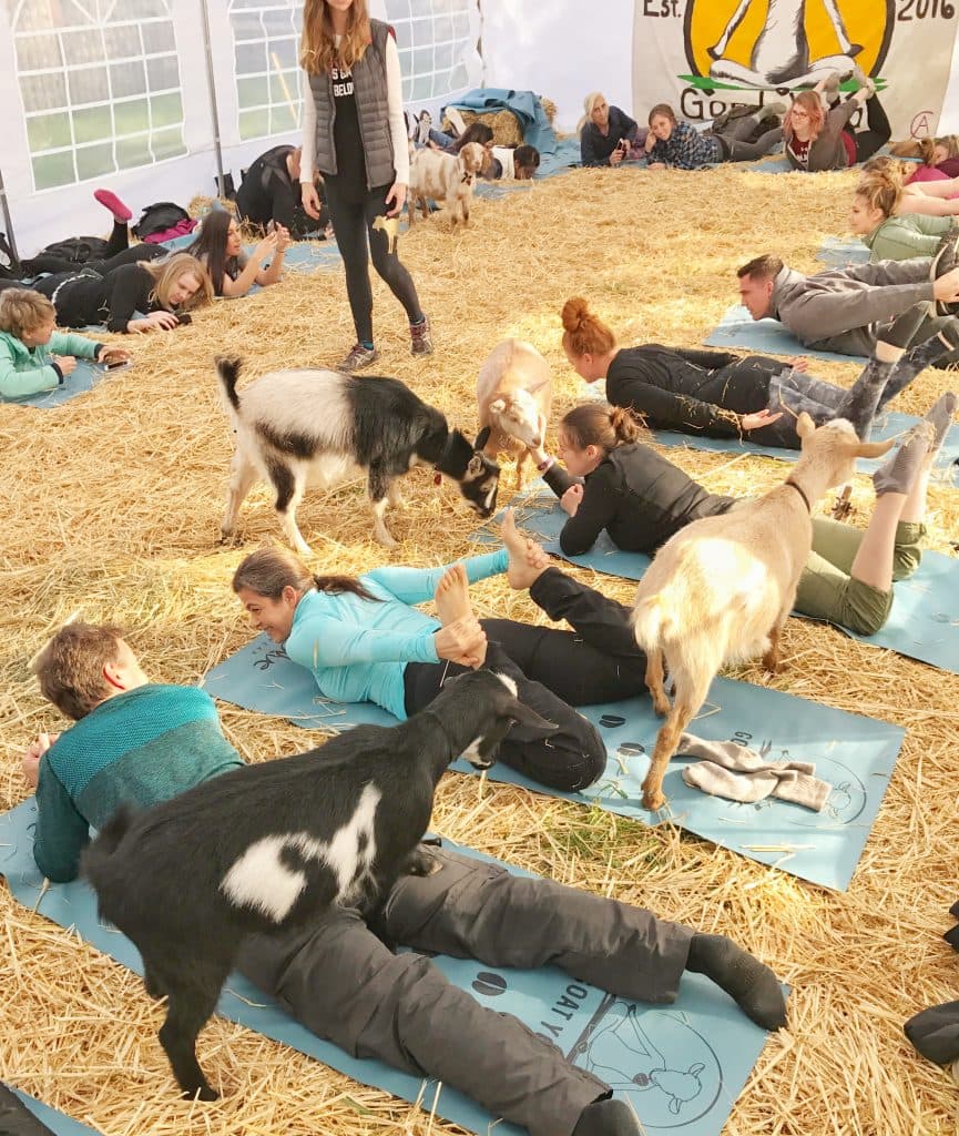 Goat-Yoga-1