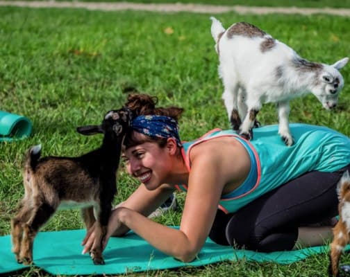 TTOGoatYoga