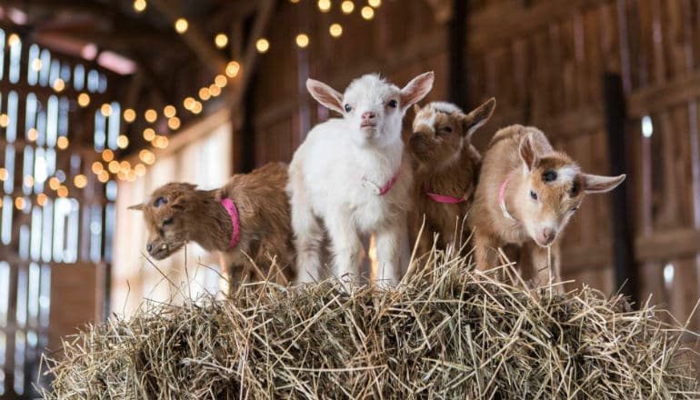 baby-goats-on-straw