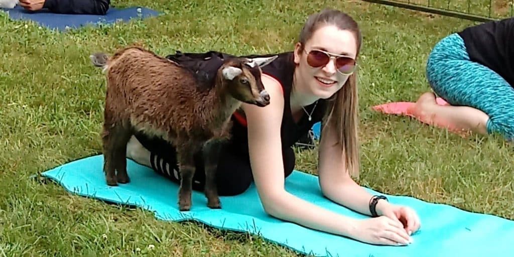 goat-yoga-1532347502