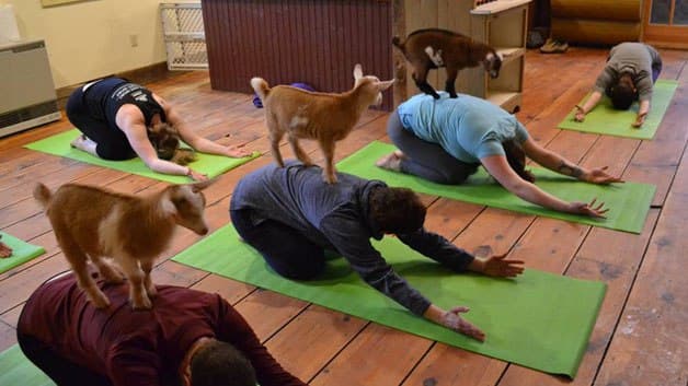 goatyoga