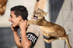 اللعب مع أشبال الأسود