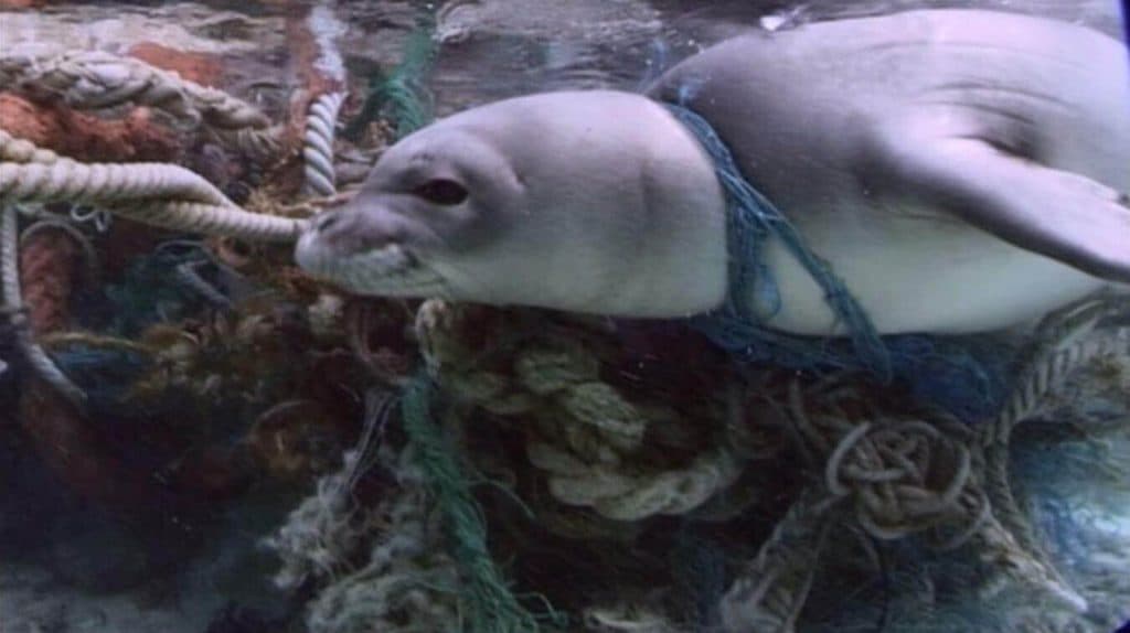 seal_apo-edited