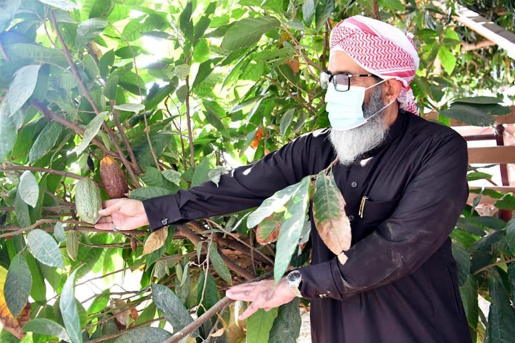 زراعة الكاكاو .. تجارب ناجحة لمنتج زراعي في جازان