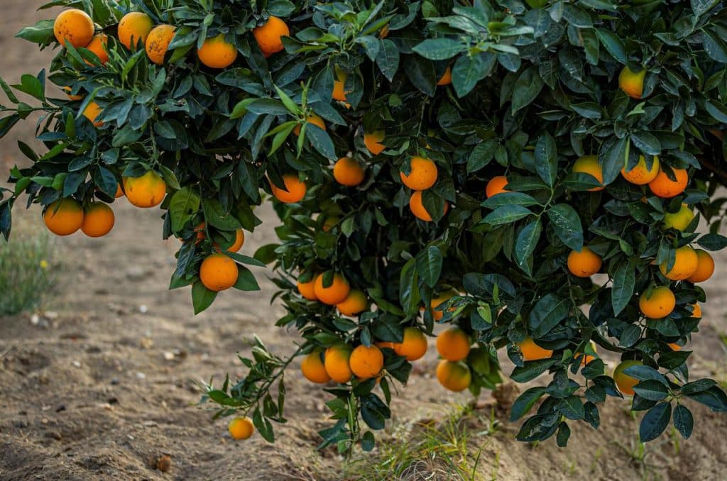 الأشجار المثمرة في تنومة