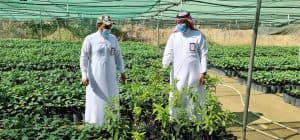 عامٌ من التجارب الحقلية يؤكد نجاح زراعة الصندل في جازان