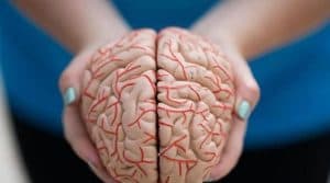 علماء يكتشفون طريقة بناء المخ الذاكرة الاستشعارية