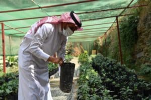 أشجار البن تعزز السياحة الريفية بمزارع الداير بني مالك